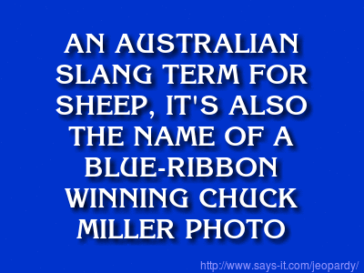 What is the Jumbuck?