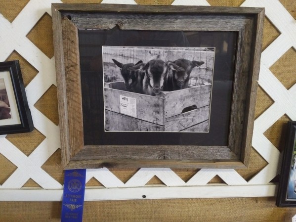 We Are Not Chickens ... but we are Blue Ribbon Award winners!!