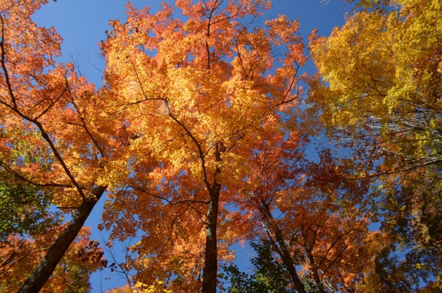 Amber brilliance. Nikon Df camera, Vivitar 19mm f/3.8 lens. Photo by Chuck Miller.
