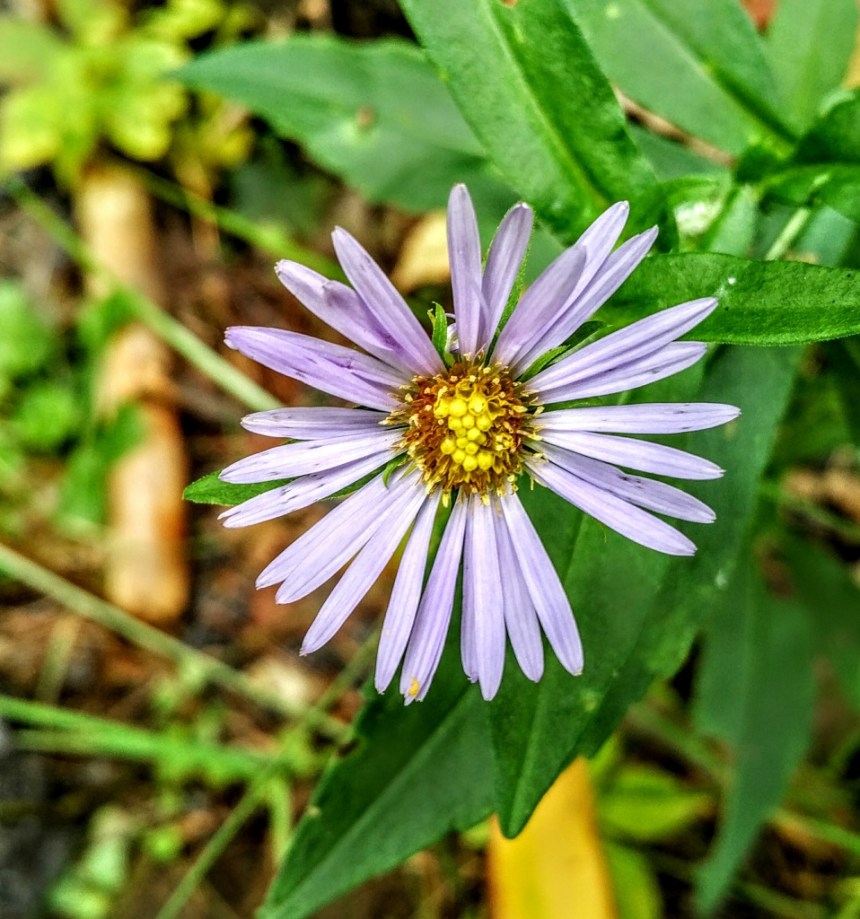 Tiny beauty. BlackBerry PRIV camera phone. Photo by Chuck Miller.