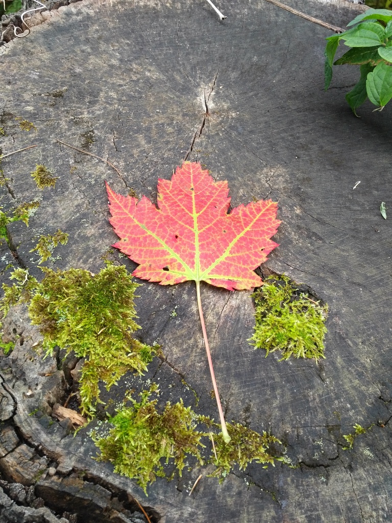 Marking the rings. BlackBerry PRIV camera phone. Photo by Chuck Miller.