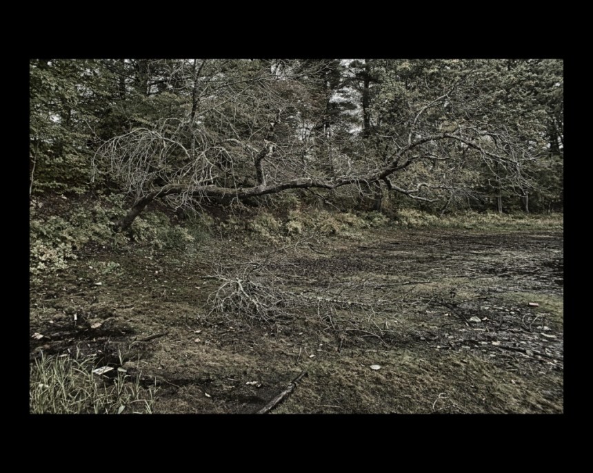 The Branch. Nikon Df camera, Vivitar 19mm f/3.8 lens. Photo by Chuck Miller.