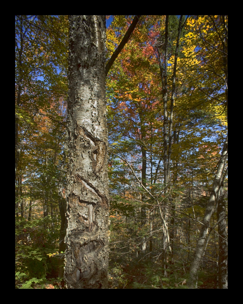 Tree and color. Nikon Df camera, Vivitar 19mm f/3.8 lens. Photo by Chuck Miller.